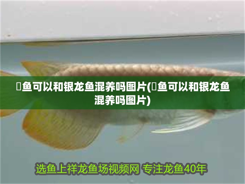 魟魚可以和銀龍魚混養(yǎng)嗎圖片(魟魚可以和銀龍魚混養(yǎng)嗎圖片)