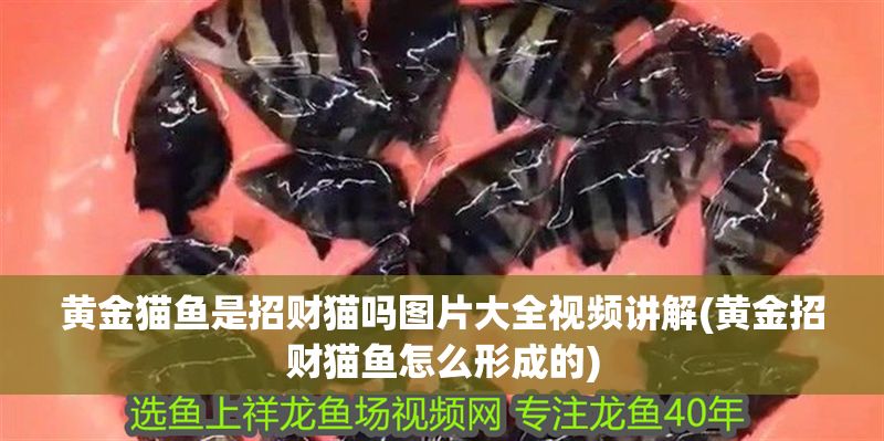 黃金貓魚是招財(cái)貓嗎圖片大全視頻講解(黃金招財(cái)貓魚怎么形成的)