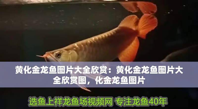 黃化金龍魚圖片大全欣賞：黃化金龍魚圖片大全欣賞圖，化金龍魚圖片