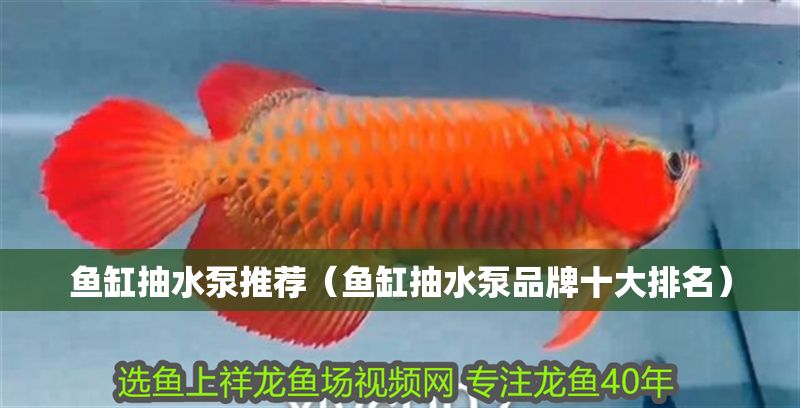 魚缸抽水泵推薦（魚缸抽水泵品牌十大排名）