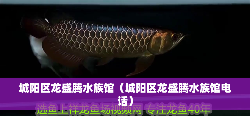 城陽區龍盛騰水族館（城陽區龍盛騰水族館電話）