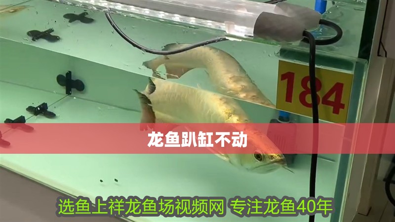 龍魚趴缸不動