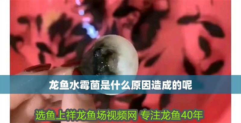 龍魚水霉菌是什么原因造成的呢