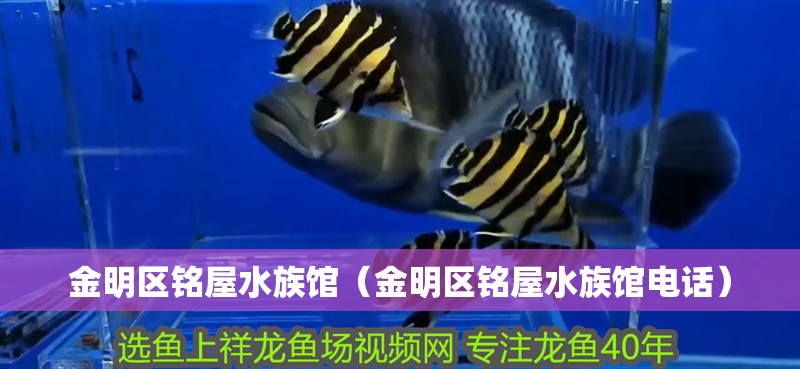 金明區銘屋水族館(金明區銘屋水族館電話) 全國水族館企業名錄 第2張 金明區銘屋水族館(金明區銘屋水族館電話) 金明區銘屋水族館(金明區銘屋水族館電話) 全國水族館企業名錄 第2張