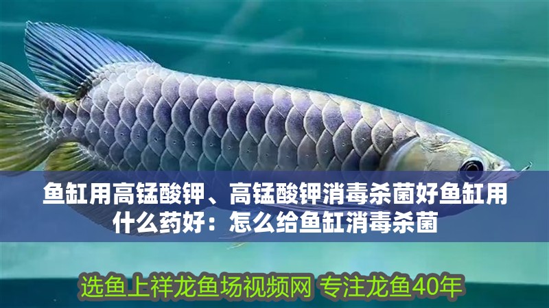 魚缸過濾器選購指南:自制魚缸過濾器魚缸上置過濾器對于養魚愛好者的必備知識 魚缸用高錳酸鉀、高錳酸鉀消毒殺菌好魚缸用什么藥好:怎么給魚缸消毒殺菌 魚缸百科 魚缸用高錳酸鉀、高錳酸鉀消毒殺菌好魚缸用什么藥好:怎么給魚缸消毒殺菌 魚缸用高錳酸鉀、高錳酸鉀消毒殺菌好魚缸用什么藥好:怎么給魚缸消毒殺菌 魚缸百科