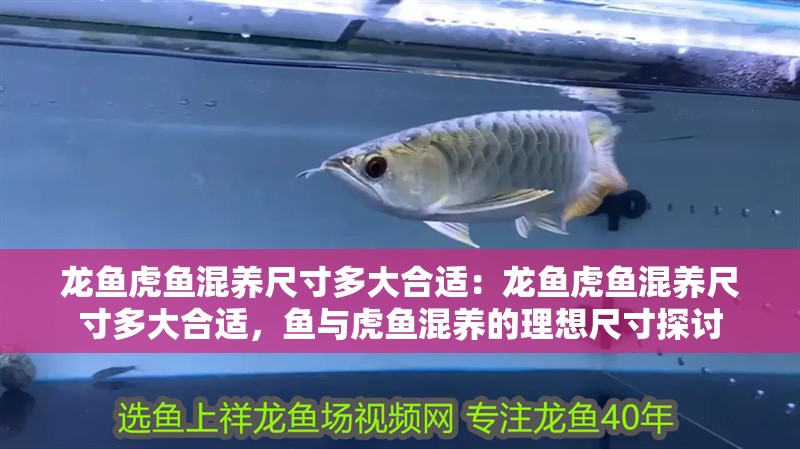 龍魚虎魚混養尺寸多大合適：龍魚虎魚混養尺寸多大合適，魚與虎魚混養的理想尺寸探討
