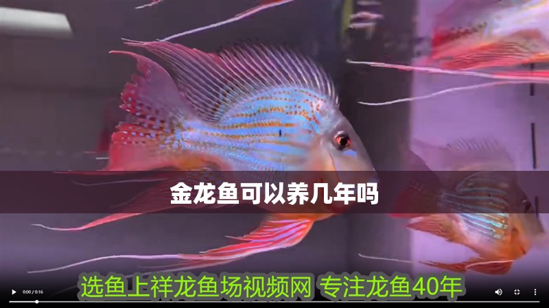 金龍魚可以養幾年嗎