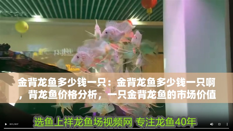 金背龍魚多少錢一只：金背龍魚多少錢一只啊，背龍魚價格分析，一只金背龍魚的市場價值探討