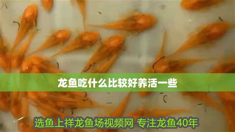龍魚吃什么比較好養(yǎng)活一些