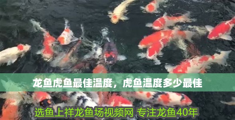 龍魚虎魚最佳溫度，虎魚溫度多少最佳