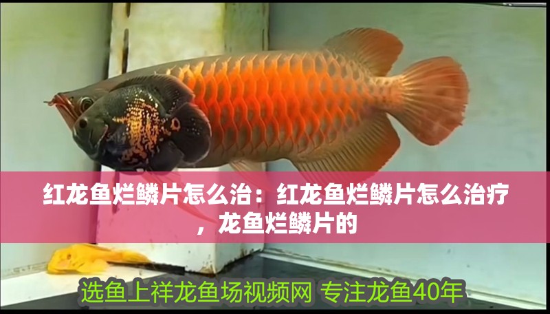紅龍魚爛鱗片怎么治：紅龍魚爛鱗片怎么治療，龍魚爛鱗片的