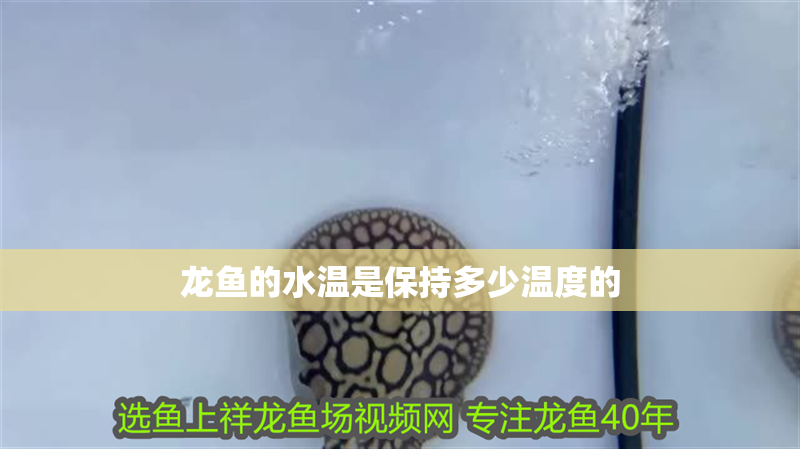 龍魚的水溫是保持多少溫度的