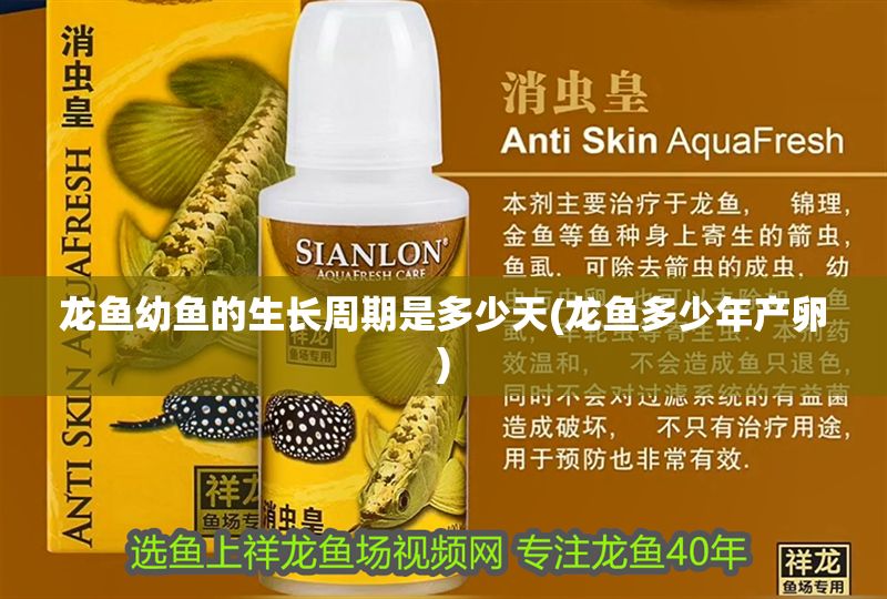 龍魚幼魚的生長周期是多少天(龍魚多少年產卵) 龍魚幼魚的生長周期是多少天(龍魚多少年產卵) 黃金貓魚百科 第1張