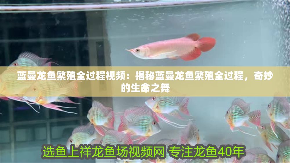 詳細(xì)閱讀:藍(lán)曼龍魚繁殖全過程視頻:揭秘藍(lán)曼龍魚繁殖全過程,奇妙的生命之舞 藍(lán)曼龍魚繁殖全過程視頻:揭秘藍(lán)曼龍魚繁殖全過程,奇妙的生命之舞