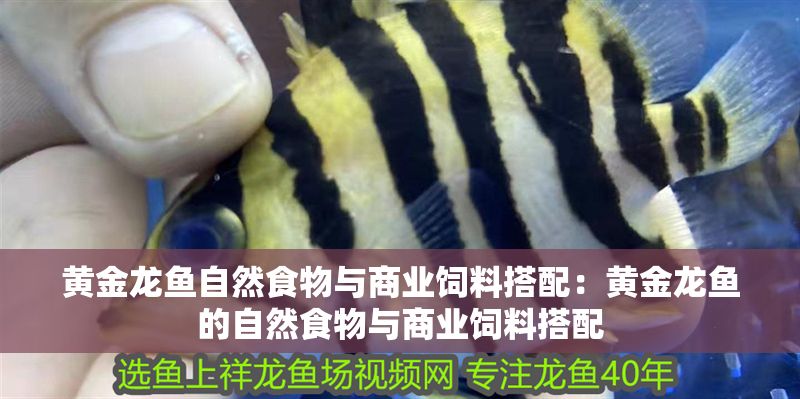 黃金龍魚自然食物與商業飼料搭配：黃金龍魚的自然食物與商業飼料搭配