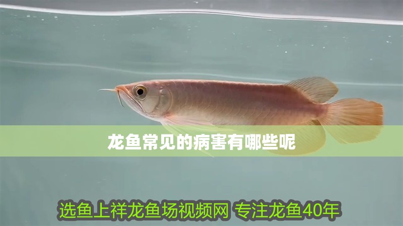龍魚常見的病害有哪些呢