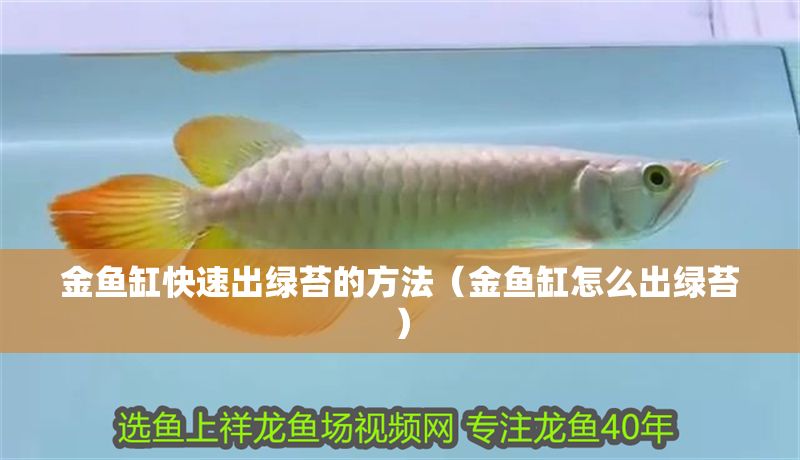 金魚(yú)缸快速出綠苔的方法（金魚(yú)缸怎么出綠苔）