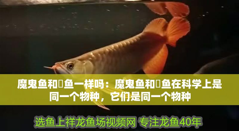 魔鬼魚和魟魚一樣嗎：魔鬼魚和魟魚在科學(xué)上是同一個物種，它們是同一個物種
