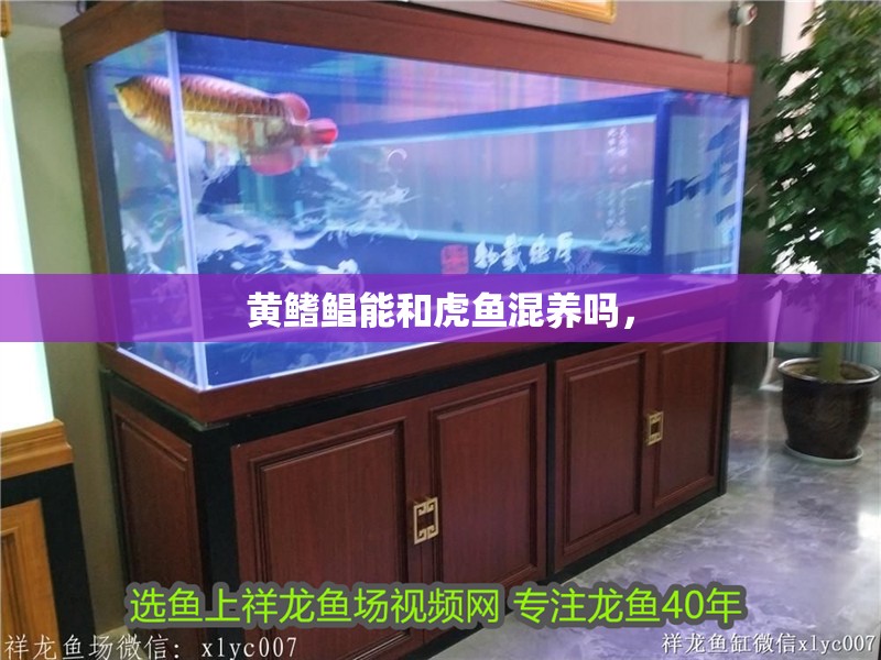 黃鰭鯧能和虎魚混養(yǎng)嗎，