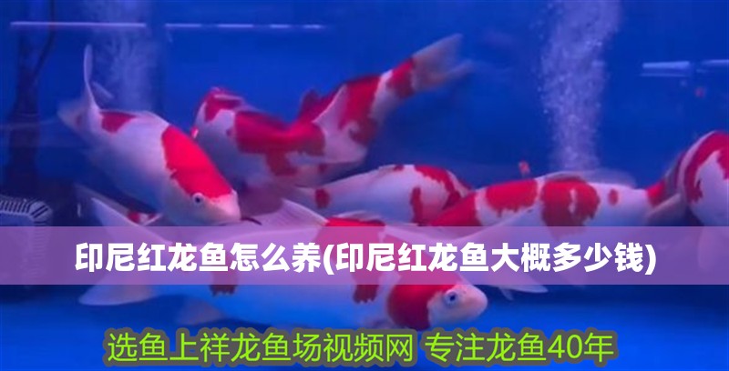 印尼紅龍魚怎么養(印尼紅龍魚大概多少錢)