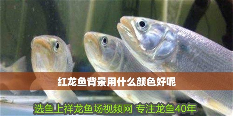 紅龍魚背景用什么顏色好呢