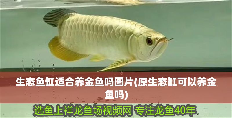 生態(tài)魚缸適合養(yǎng)金魚嗎圖片(原生態(tài)缸可以養(yǎng)金魚嗎) 生態(tài)魚缸適合養(yǎng)金魚嗎圖片(原生態(tài)缸可以養(yǎng)金魚嗎) 錦鯉魚百科 第1張