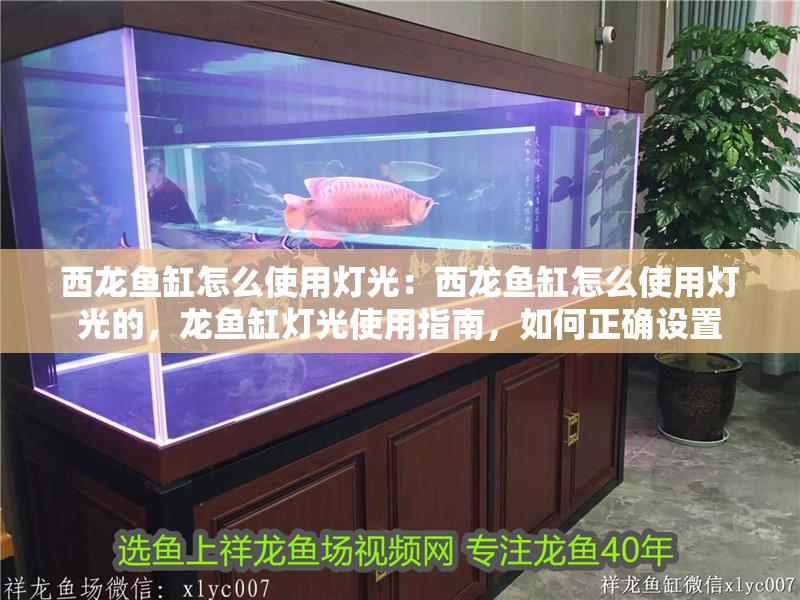 西龍魚缸怎么使用燈光：西龍魚缸怎么使用燈光的，龍魚缸燈光使用指南，如何正確設(shè)置