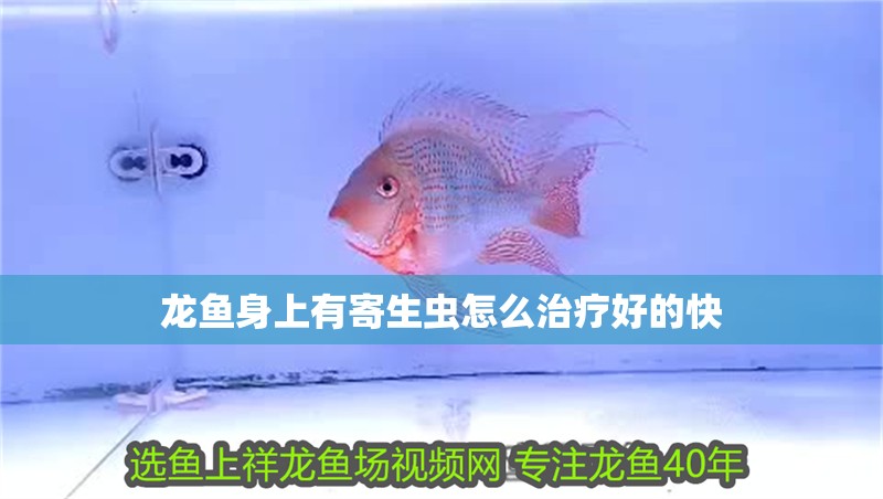 龍魚身上有寄生蟲怎么治療好的快