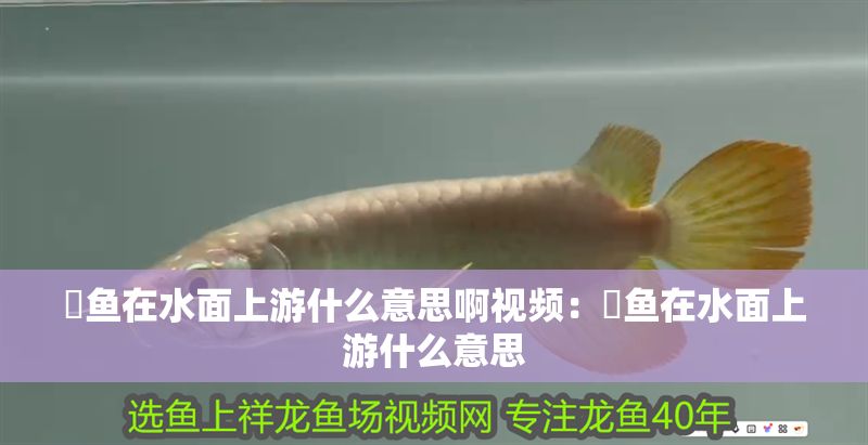 魟魚在水面上游什么意思啊視頻：魟魚在水面上游什么意思
