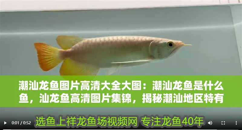 魚缸水泵維修常見故障及處理辦法：魚缸水泵常見故障及處理辦法