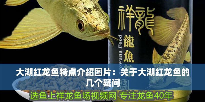 大湖紅龍魚特點介紹圖片：關(guān)于大湖紅龍魚的幾個疑問