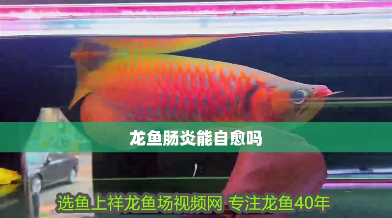 龍魚腸炎能自愈嗎