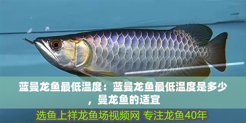 藍曼龍魚最低溫度：藍曼龍魚最低溫度是多少，曼龍魚的適宜