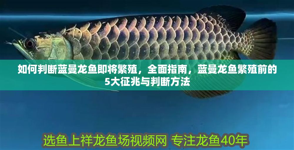 如何判斷藍曼龍魚即將繁殖，全面指南，藍曼龍魚繁殖前的5大征兆與判斷方法