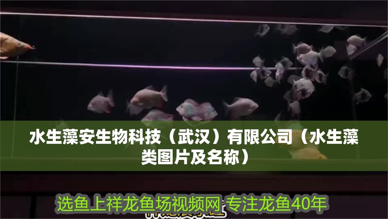 水生藻安生物科技（武漢）有限公司（水生藻類圖片及名稱）