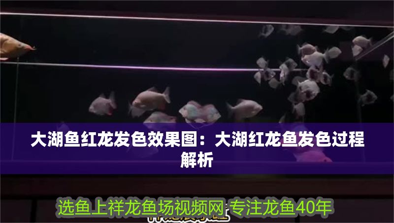 大湖魚紅龍發色效果圖：大湖紅龍魚發色過程解析 大湖魚紅龍發色效果圖：大湖紅龍魚發色過程解析 大湖紅龍魚百科 第2張