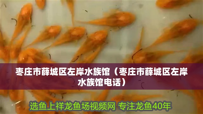 棗莊市薛城區左岸水族館（棗莊市薛城區左岸水族館電話）