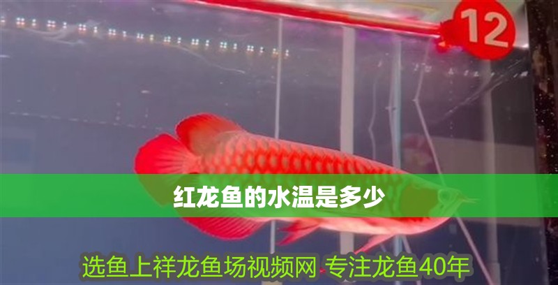 紅龍魚的水溫是多少