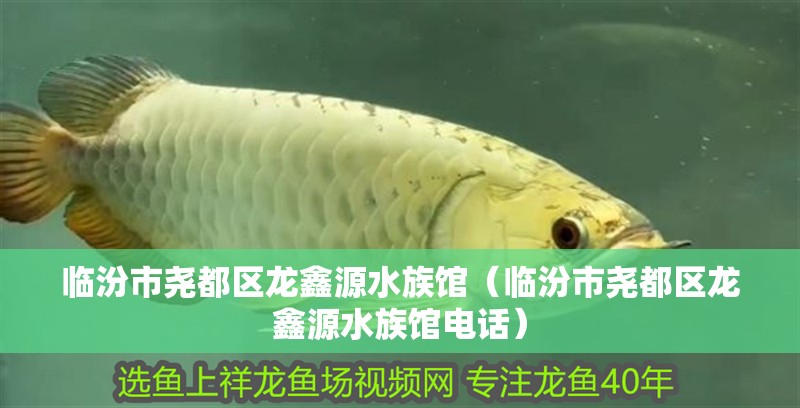 臨汾市堯都區龍鑫源水族館（臨汾市堯都區龍鑫源水族館電話）