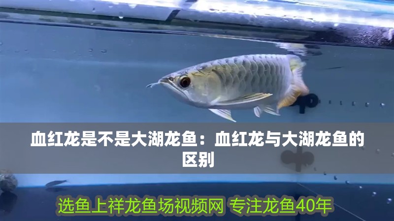 血紅龍是不是大湖龍魚：血紅龍與大湖龍魚的區別