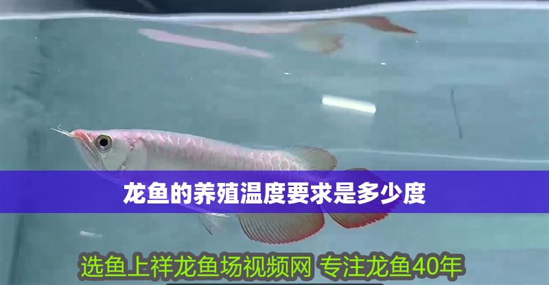 龍魚的養殖溫度要求是多少度
