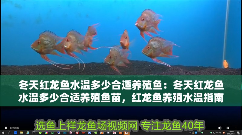 冬天紅龍魚水溫多少合適養殖魚：冬天紅龍魚水溫多少合適養殖魚苗，紅龍魚養殖水溫指南，確保適宜