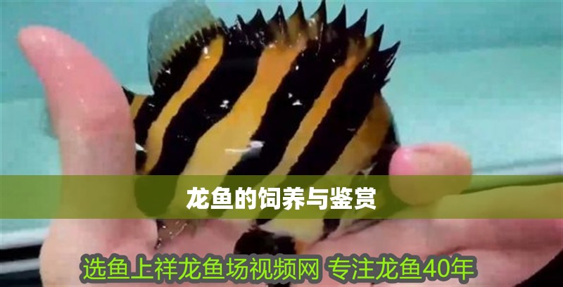 龍魚(yú)的飼養(yǎng)與鑒賞