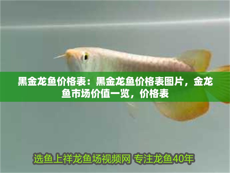 黑金龍魚價格表：黑金龍魚價格表圖片，金龍魚市場價值一覽，價格表