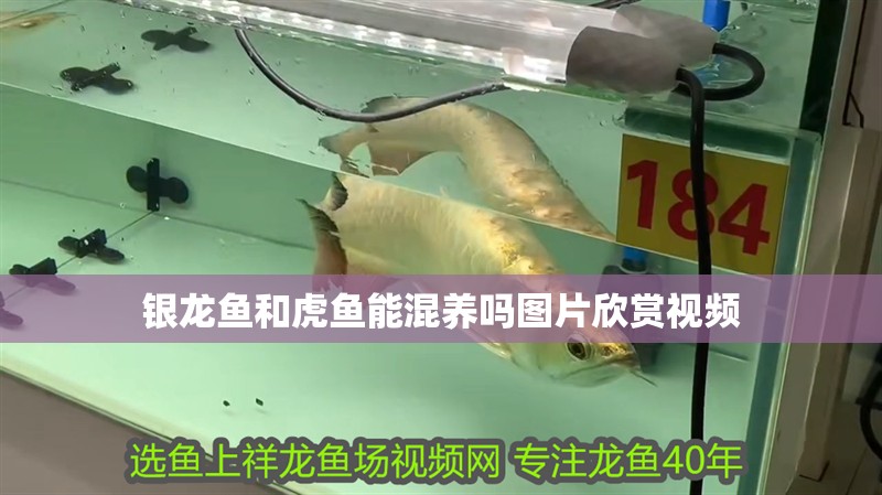銀龍魚和虎魚能混養嗎圖片欣賞視頻