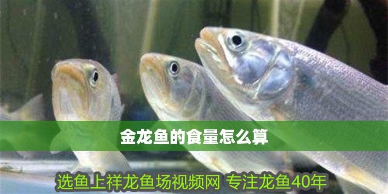 金龍魚的食量怎么算