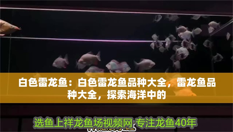 白色雷龍魚：白色雷龍魚品種大全，雷龍魚品種大全，探索海洋中的