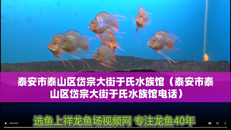 泰安市泰山區(qū)岱宗大街于氏水族館（泰安市泰山區(qū)岱宗大街于氏水族館電話）