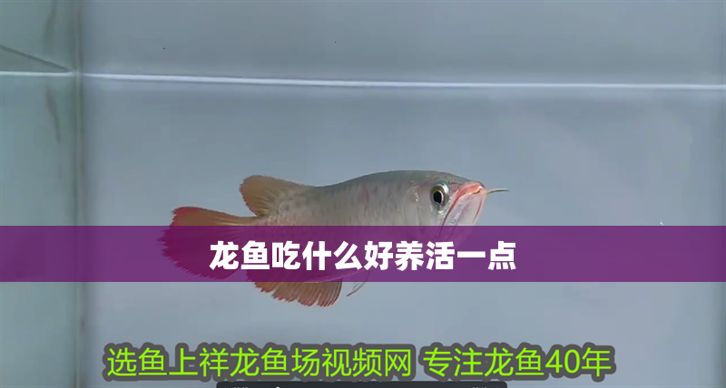 龍魚吃什么好養活一點