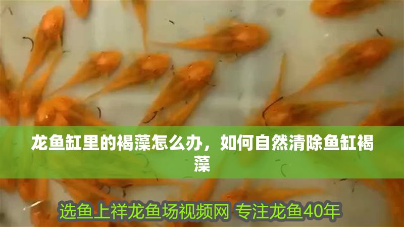 龍魚缸里的褐藻怎么辦，如何自然清除魚缸褐藻